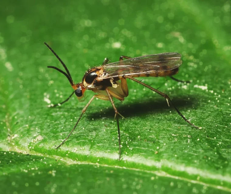 comment faire partir les nmoucherons dans les plantes astuces de grand mere