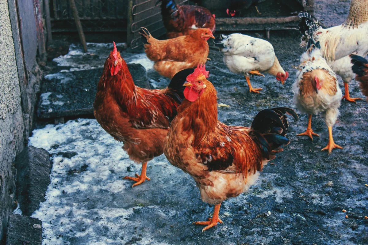 comment faire pondre les poules astuces de grand mère préserver du froid