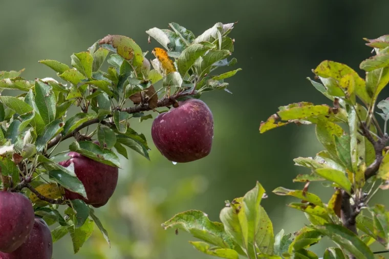 comment faire pour avoir beaucoup de pommes sur un arbre