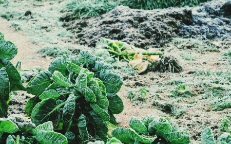 comment faire pour protéger les légumes comtre le froid exemple potager plantes gélives