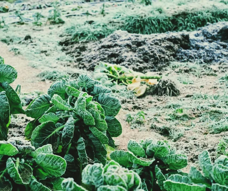 comment faire pour protéger les légumes comtre le froid exemple potager plantes gélives