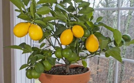 comment faire pour quun citronnier donne des fruits