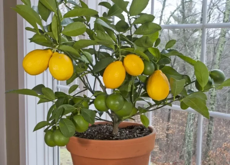 comment faire pour qu'un citronnier donne des fruits