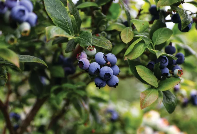 comment faire pour stimuler la fructification des baies