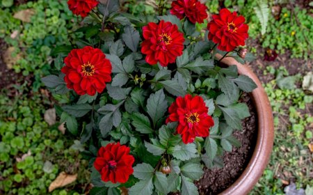 comment faire pousser des dahlias en pot fleurs rouges conteneur plastique