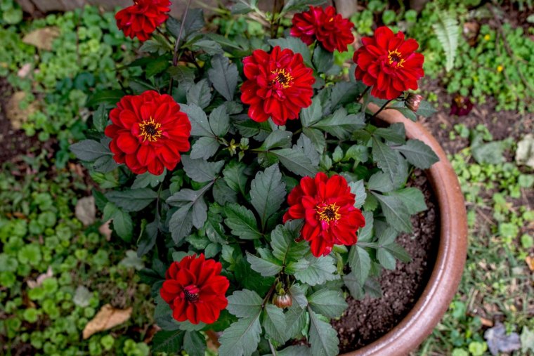 comment faire pousser des dahlias en pot fleurs rouges conteneur plastique