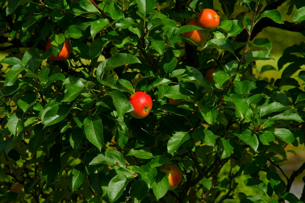 comment faire pousser un pommier pomme rouge feuilles vertes