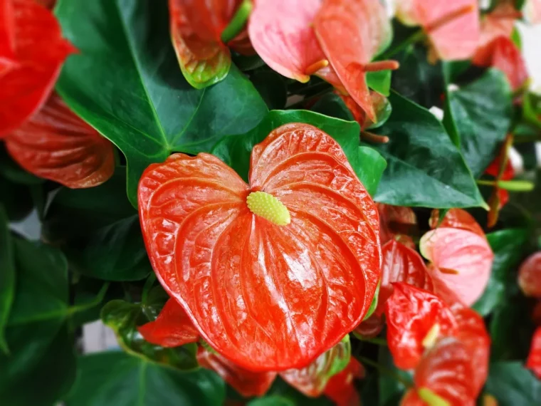 comment faire refleurir un anthurium astuces et conseils