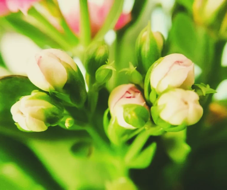 comment faire refleurir un kalanchoe entretien gestes