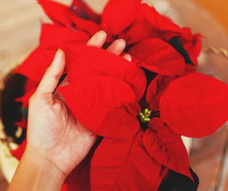 comment faire refleurir une étoile de noël idée entretien poinsettia