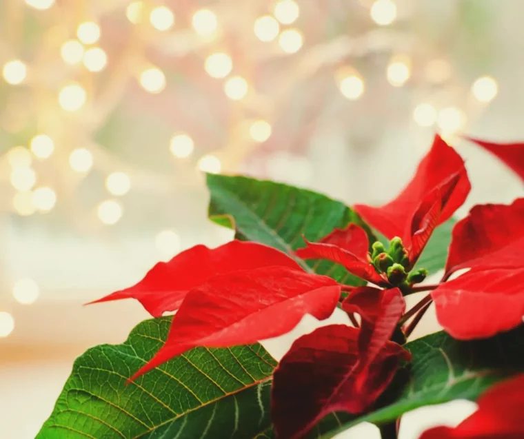 comment faire rougir un poinsettia floraison fleur de noel