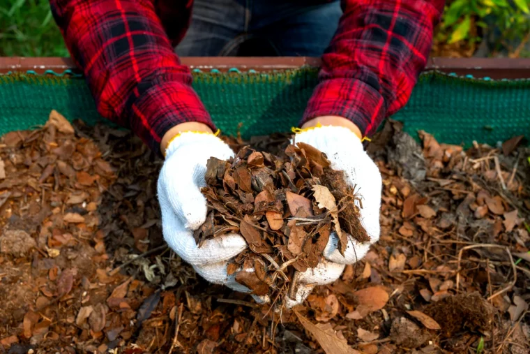 comment faire un paillage avec des feuilles mortes mains d homme chemise rouge