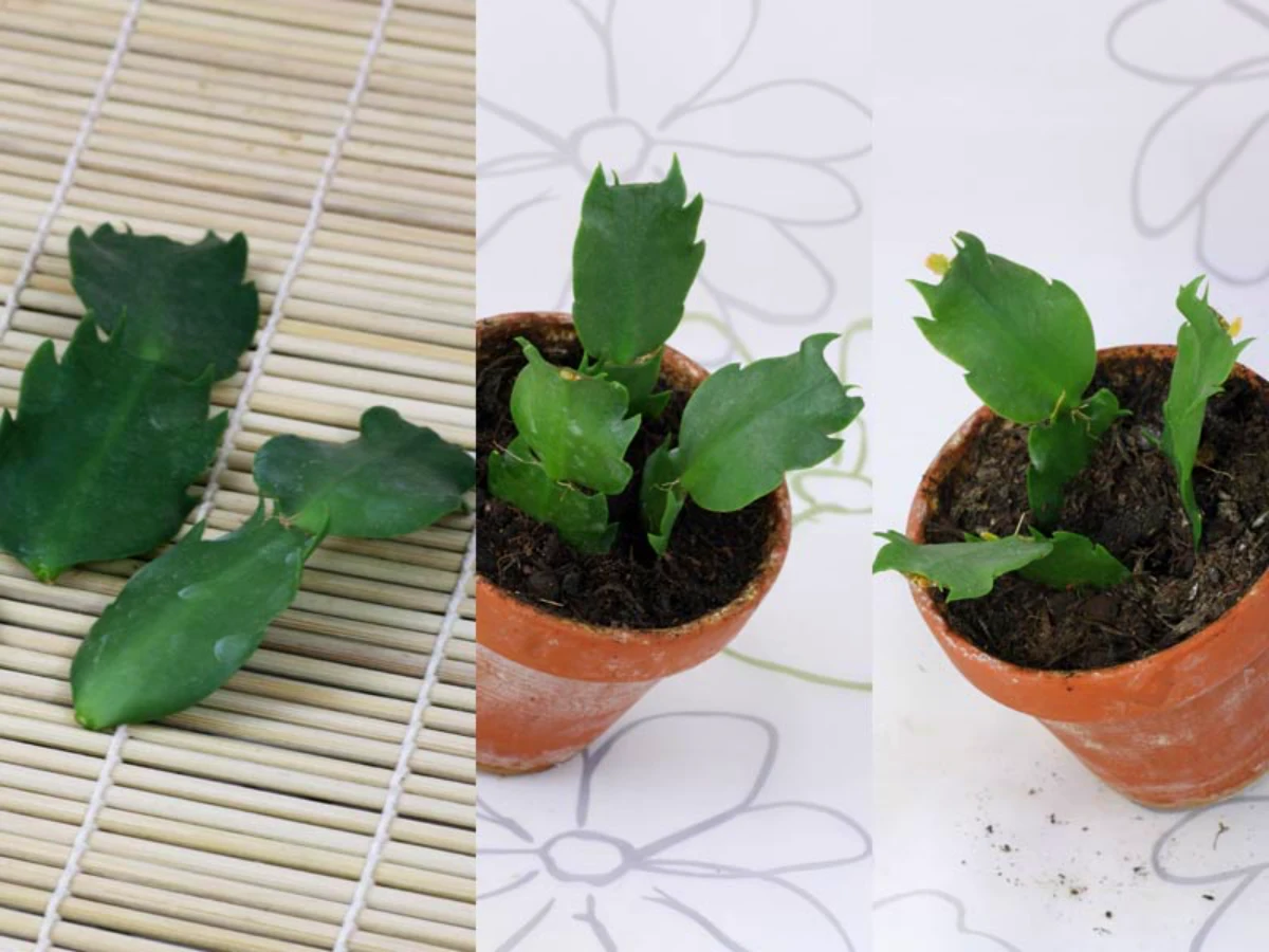 comment faire une bouture de cactus de noel feuilles vertes pots