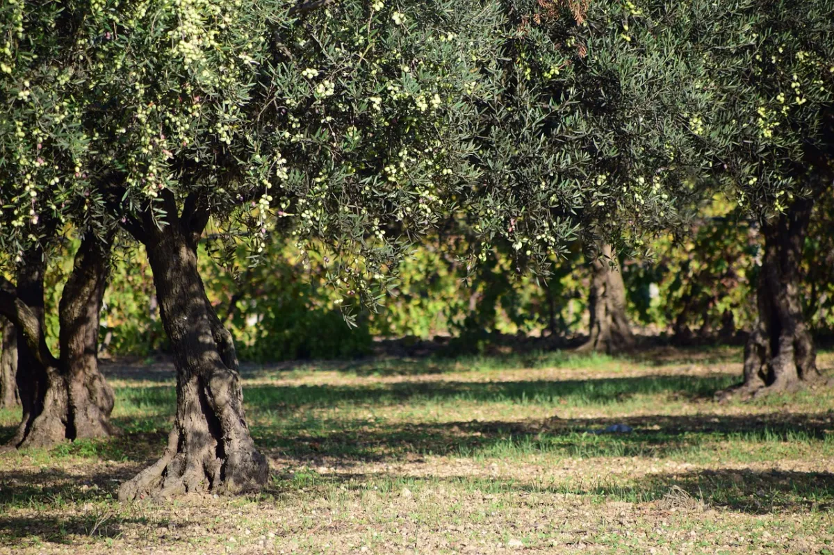 comment fertiliser les oliviers de maniere naturelle
