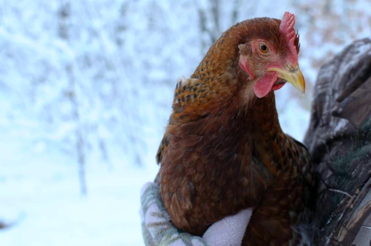 comment garder les poules au chaud en hiver