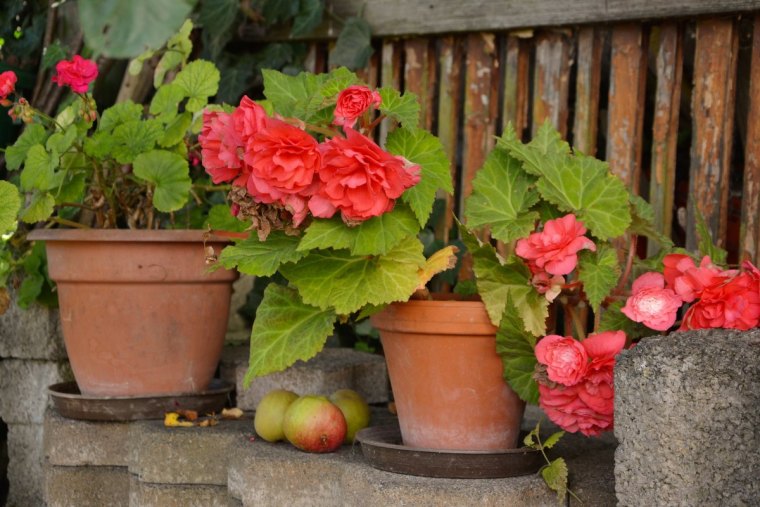 comment hiverner les begonias pots terre cuite bordure cloture bois