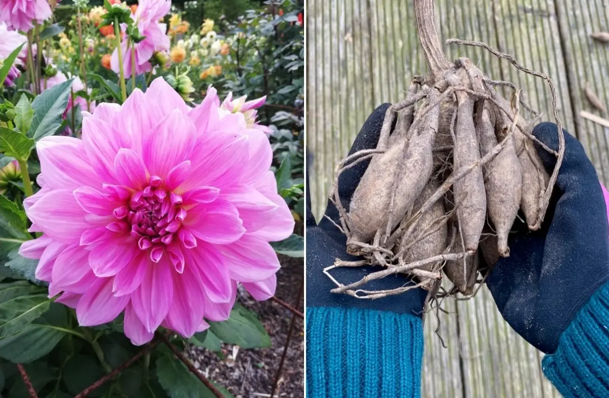 comment hiverner les tubercules de dahlias gants jardinage floraison