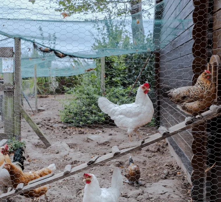 comment isoler le poulailler en hiver fil metallique poules blanches