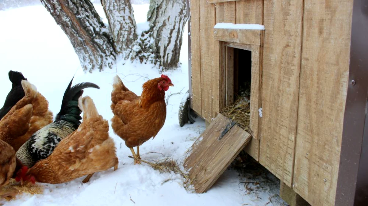 comment isoler le poulailler en hiver poules neige maison en bois