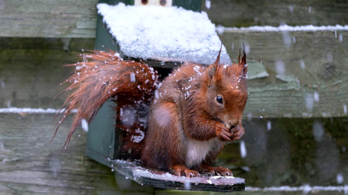 comment nourrir les ecureuils en hiver