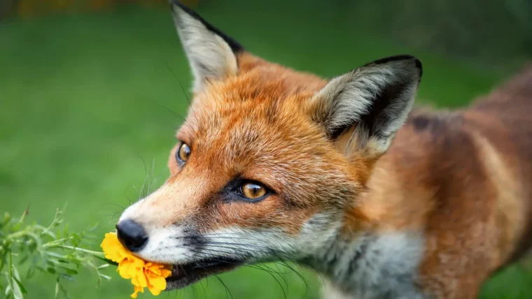 comment proteger le jardin contre les attaques des renards