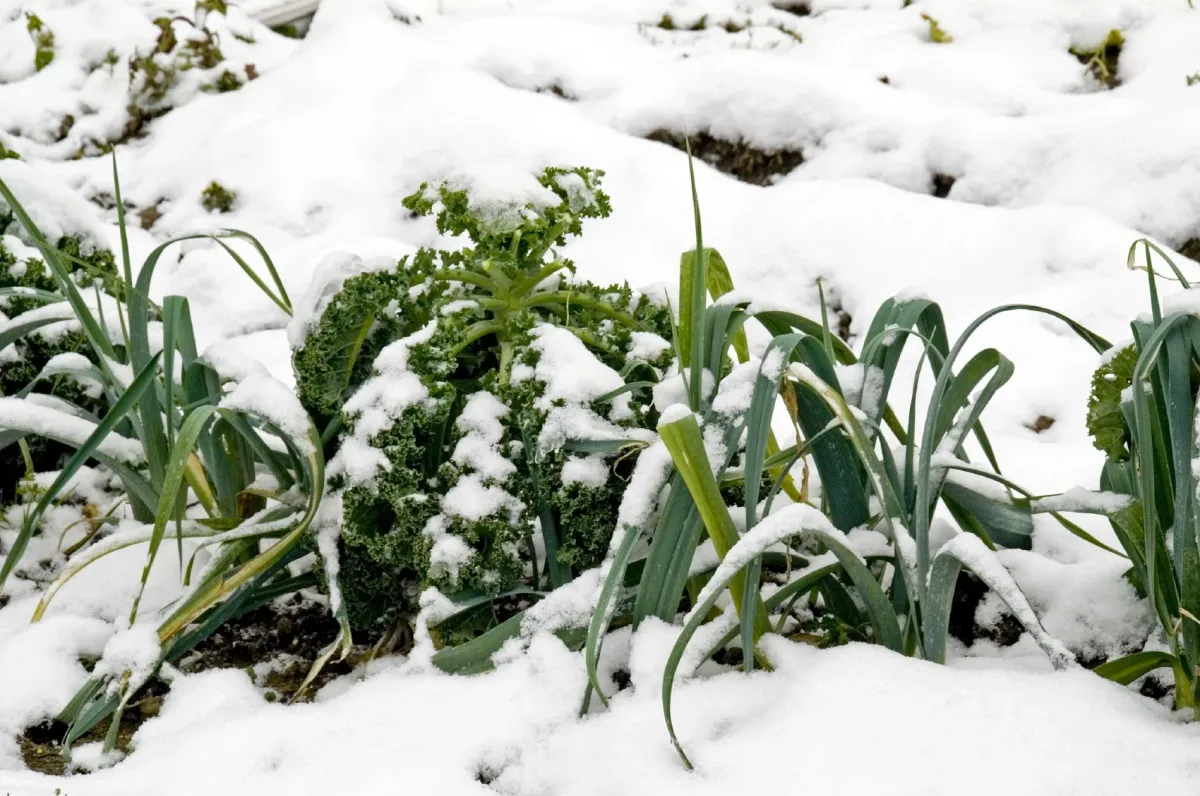 comment proteger les legumes qui poussent en hiver