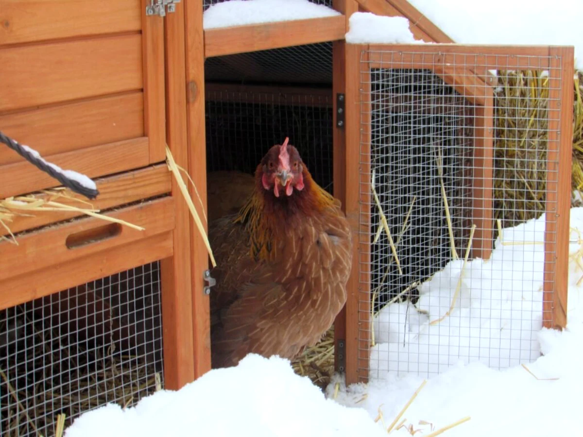 comment proteger les poules du froid hiver