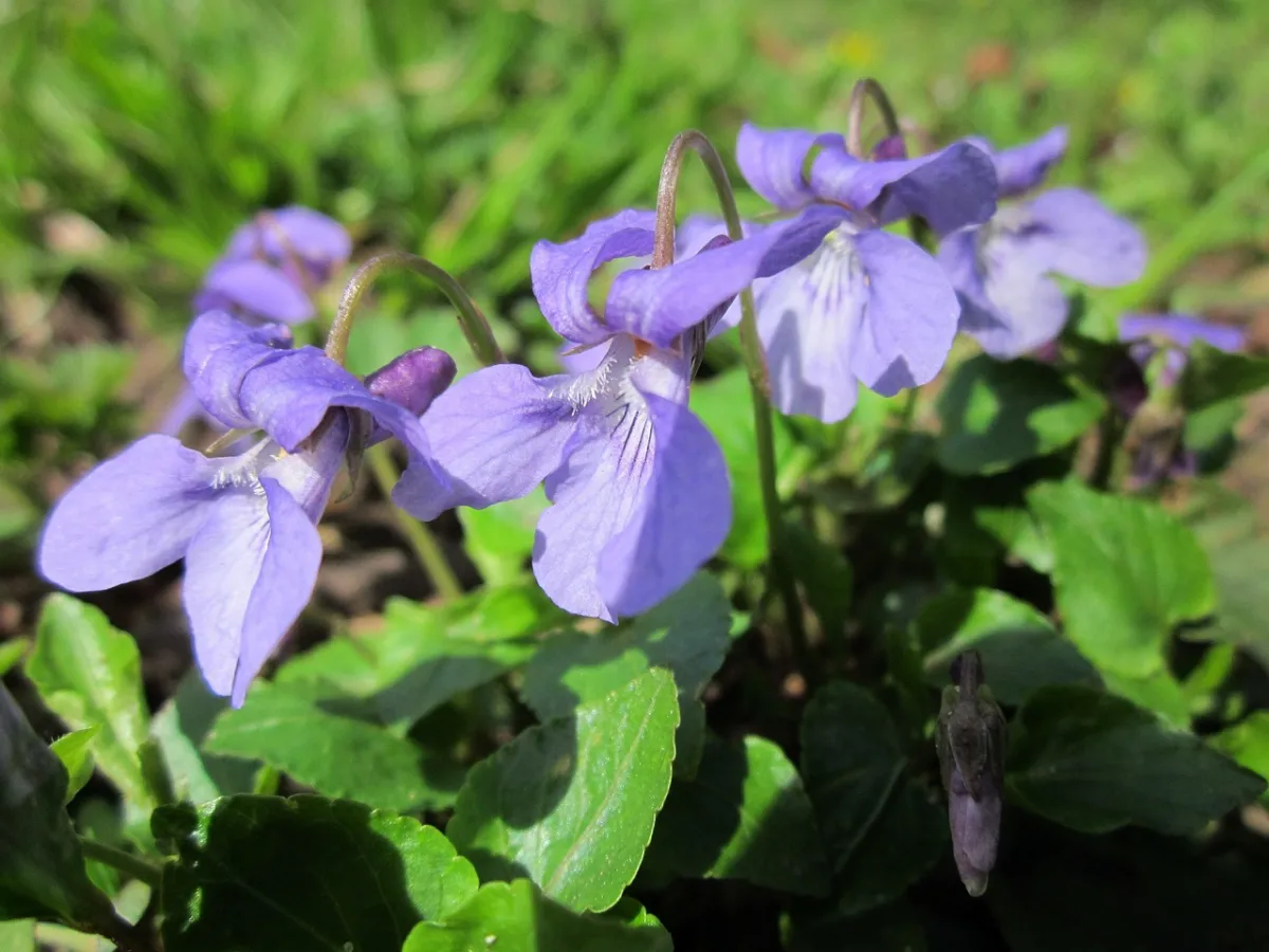 comment proteger les violets en hiver fleurs feuillage vert