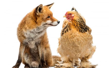 comment proteger ses poules contre les renards