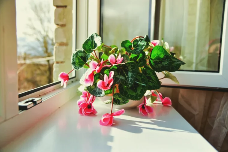 comment rattraper mon cyclamen qui s affaisse idées astuces de grand mere