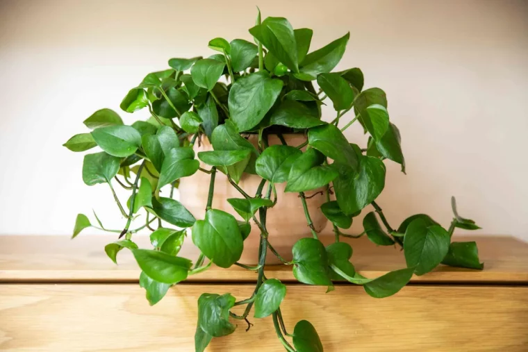 comment rendre un pothos plus touffu conseils