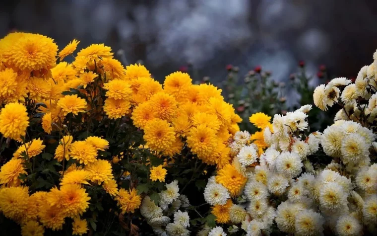 comment repiquer chrysanthèmes jaunes etblancs