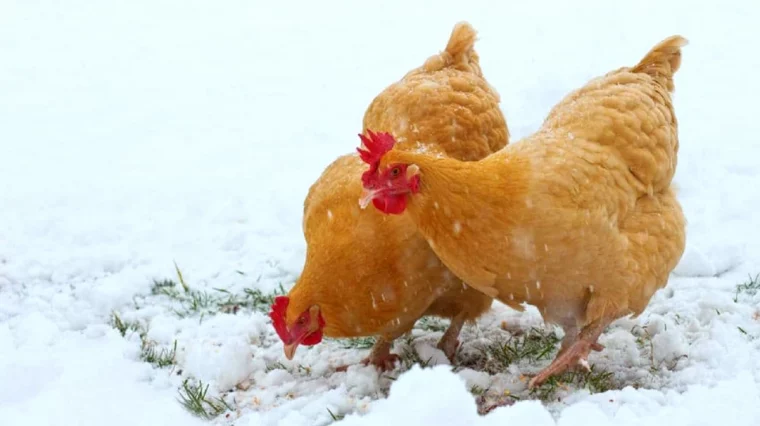 comment s occuper des poules en hiver neige