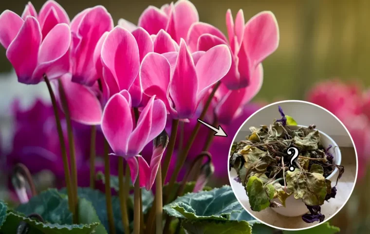 comment sauver un cyclamen floraison plante interieur fleurs roses tiges