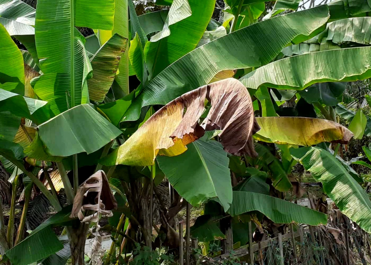 comment savoir si un bananier a trop d eau feuilles jaunes et vertes