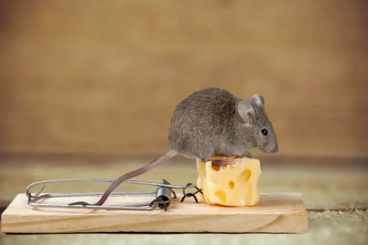 comment se debarrasser des rats sans les tuer piege en metal fromage