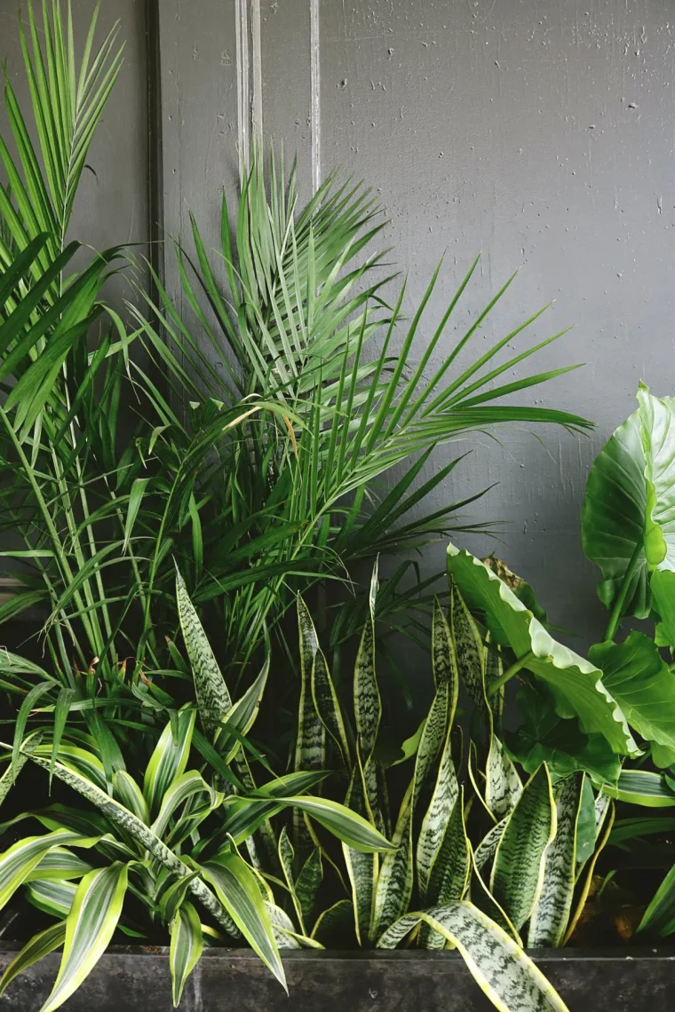 comment soigner les plantes d interieur pendant l hiver