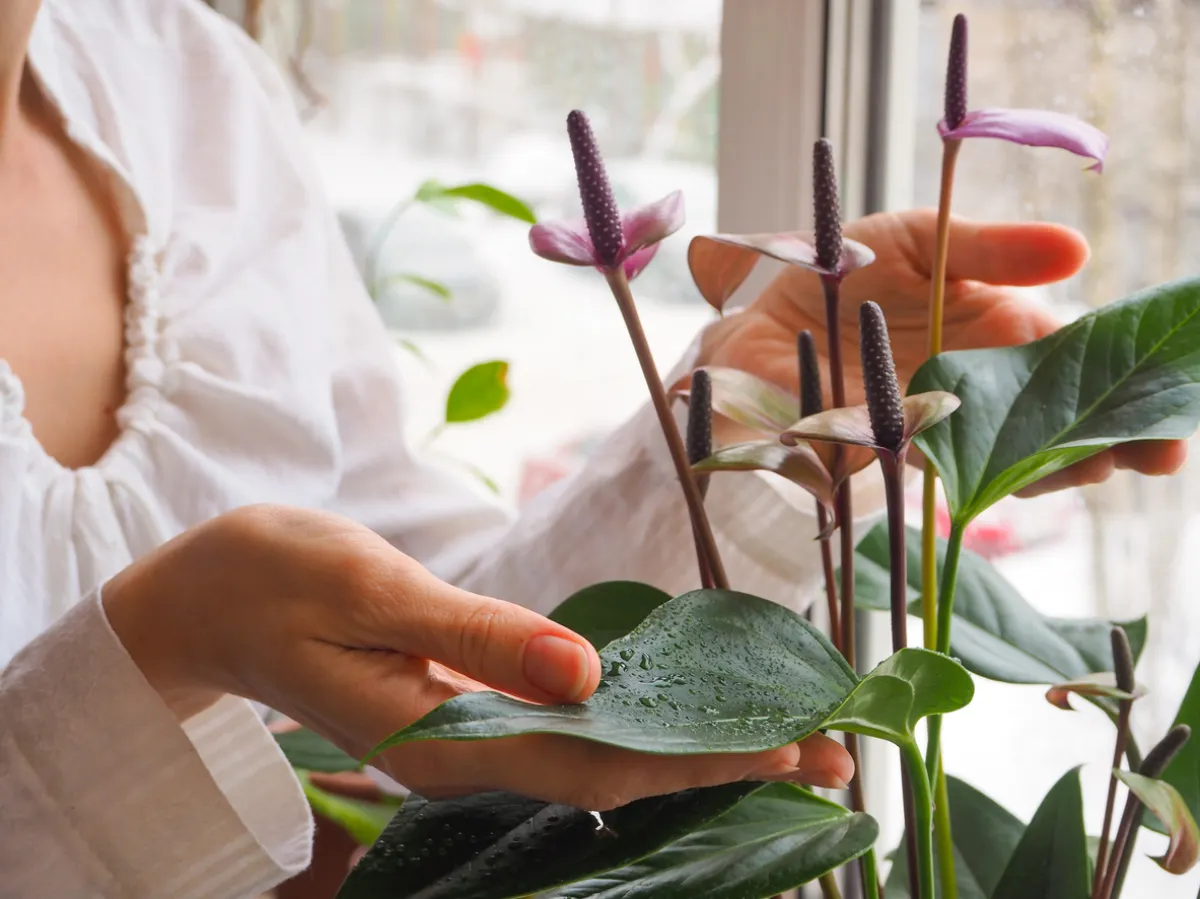 comment soigner les plantes tropicales en hiver