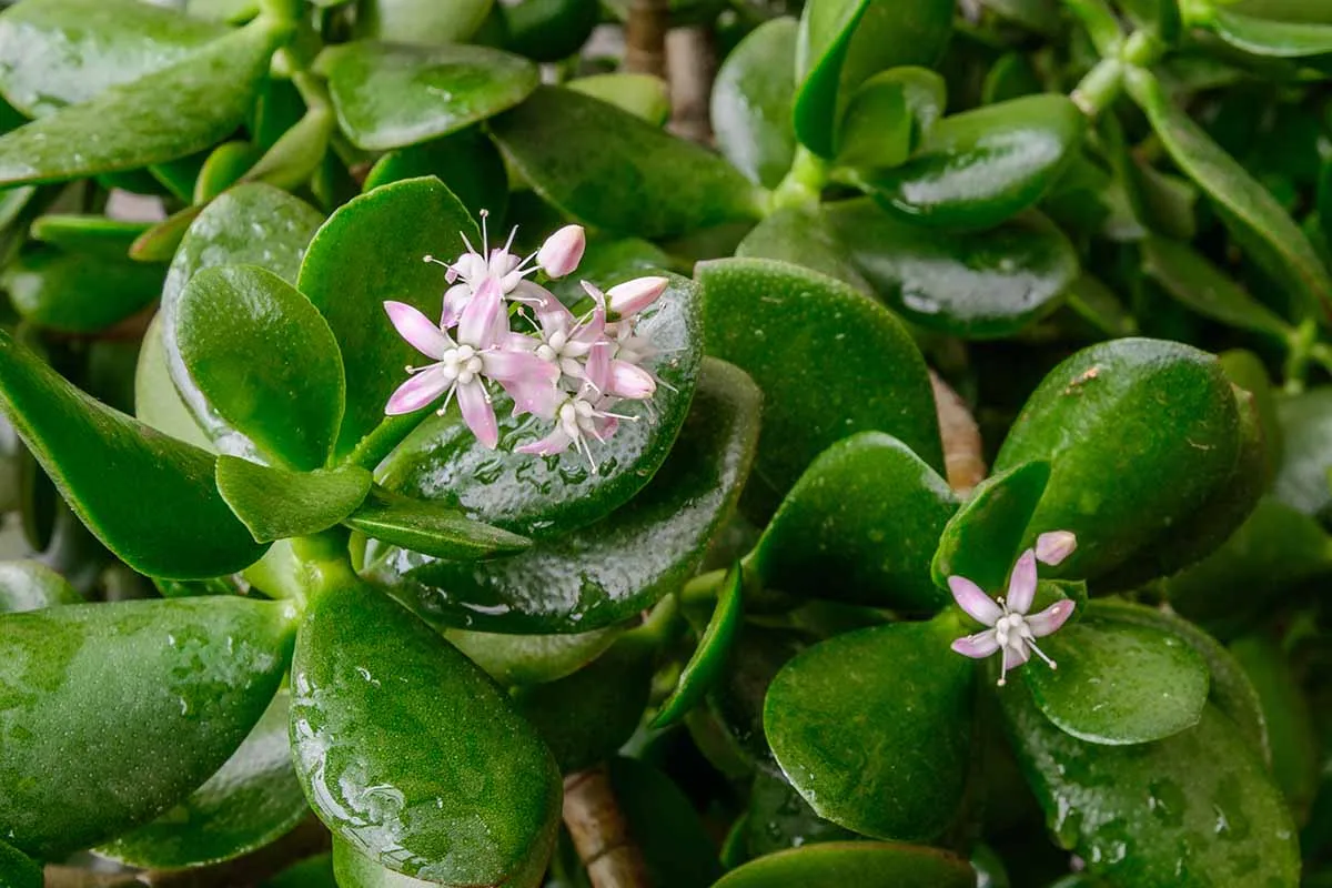 comment stimuler la floraison de l arbre de jade