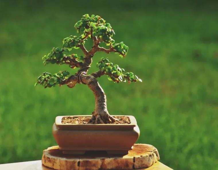 comment tailler en bonsai l arbre de jade