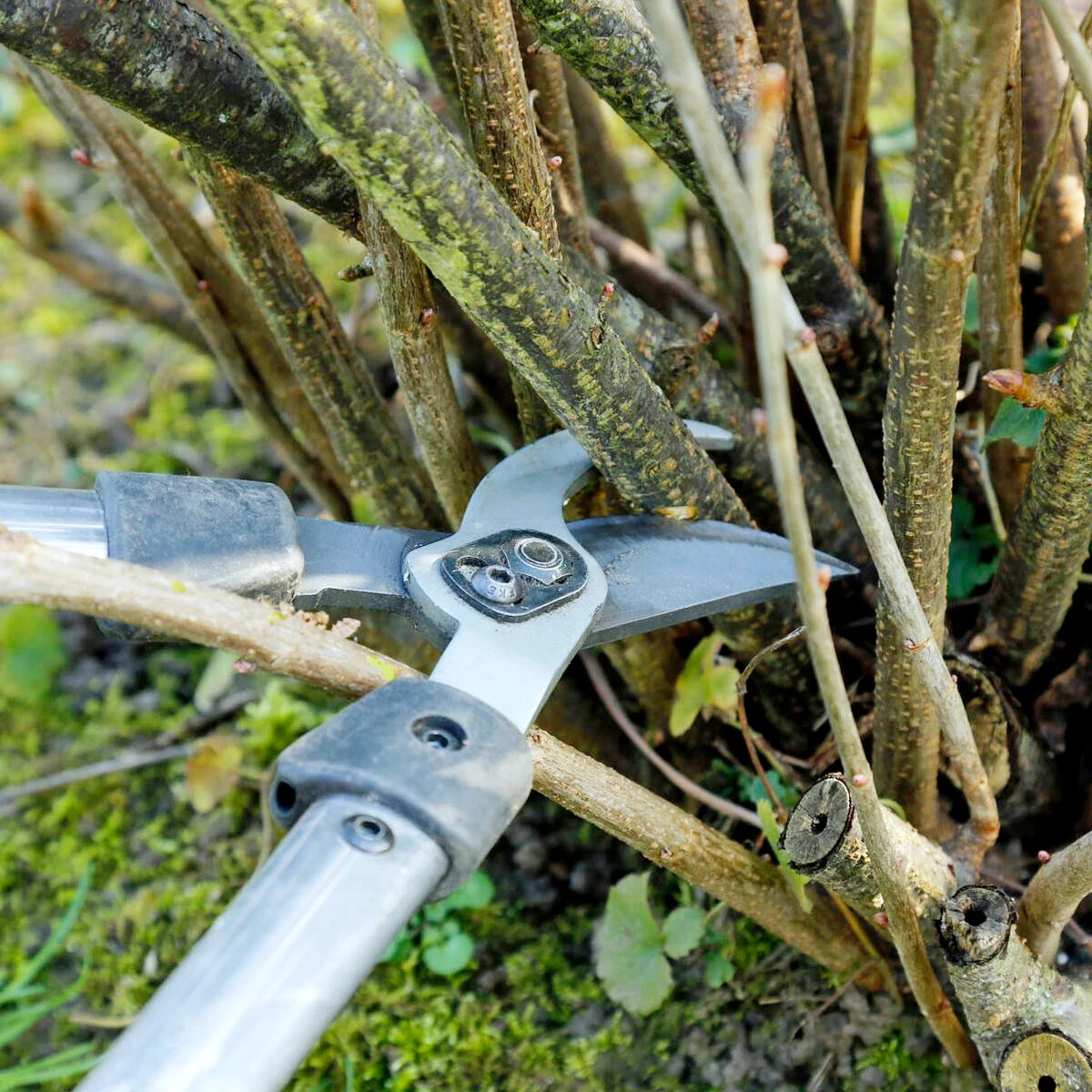 comment tailler un groseiller et un cassissier branches secateur