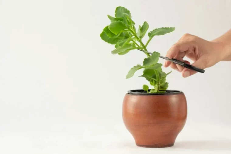 comment tailler un kalanchoe qui pousse en hauteur feuilles vertes