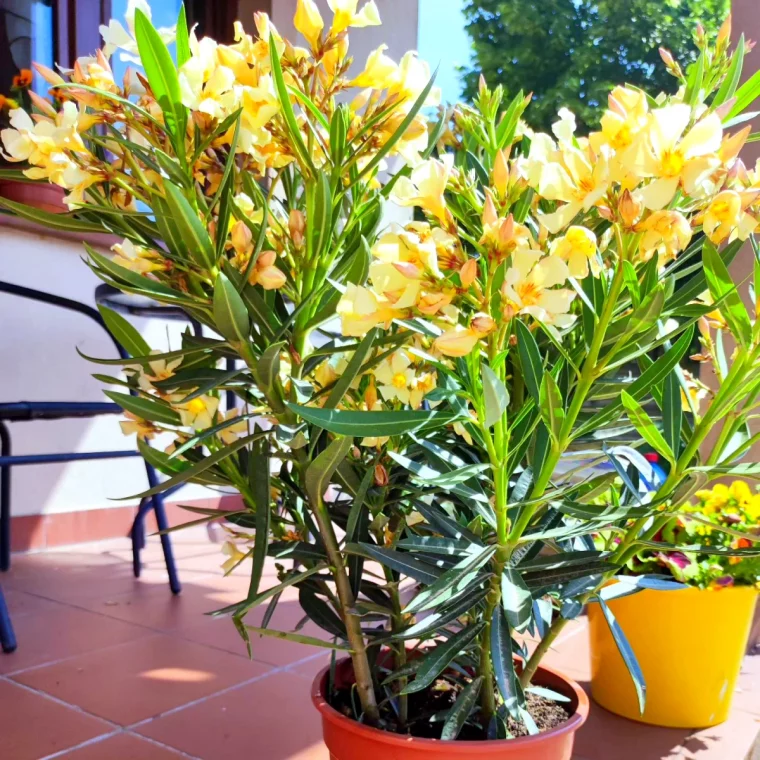 comment tailler un laurier rose en boule fleurs jaunes en pot feuilles vertes