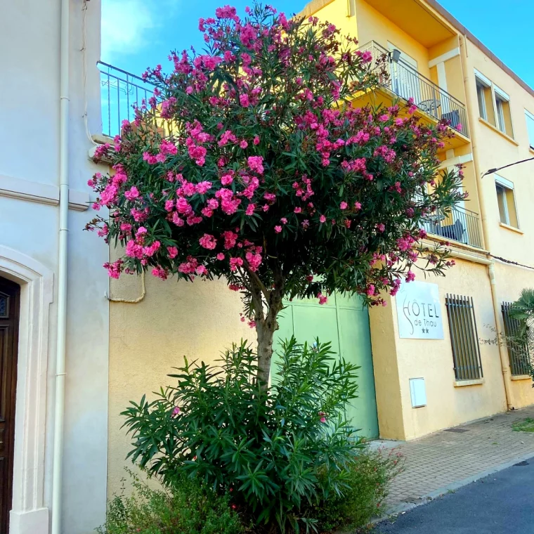 comment tailler un laurier rose en forme d arbre maisons