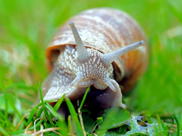 comment utiliser la cendre de bois contre les escargots