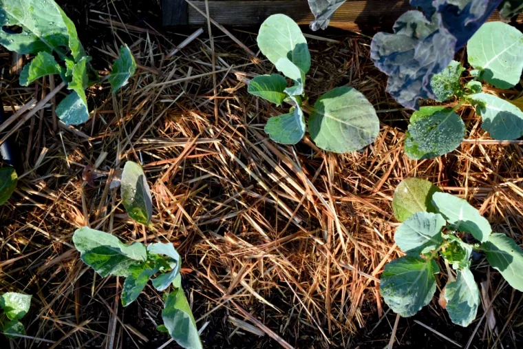 comment utiliser les feuilles mortes comme paillage feuilles vertes