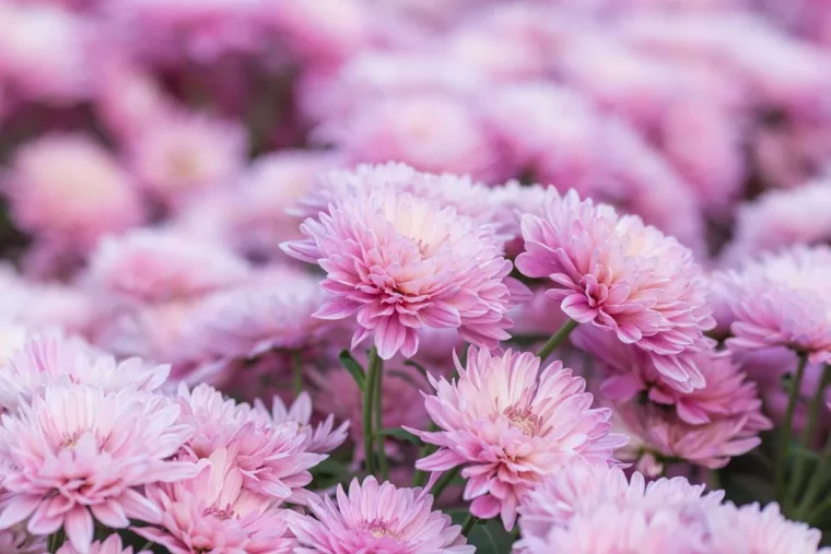 conseils pour reussir la culture des chrysanthemes