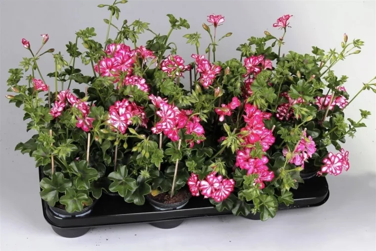 conserver des géraniums pour l'hiver jeunes plantes roses