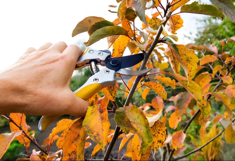 coupe de bouture avec un secateur sur un arbre avec des feuilles jaunies