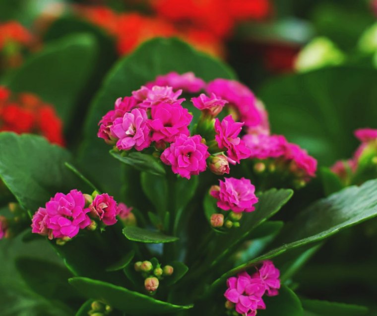 culture et entretien du kalanchoe comment sauver un kalanchoe qui ne fleurit pas